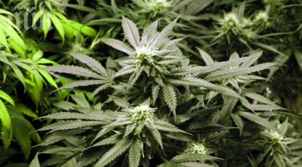 шведски митничари отглеждали марихуана