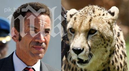 президентът ботсвана нападнат гепард