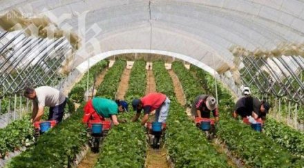 фирми масово мамят работа чужбина