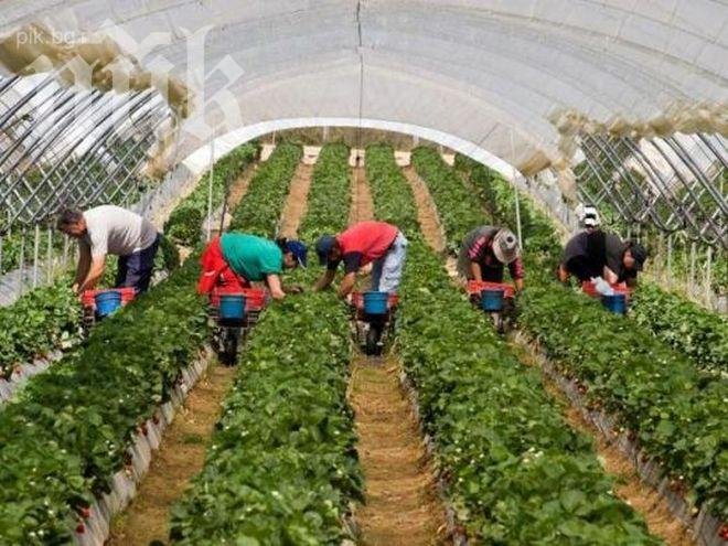 Фирми масово мамят за работа в чужбина