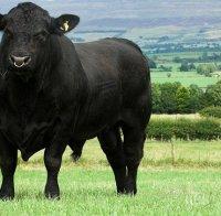 Разлютен бик счупи пет ребра на пастир в Разградско