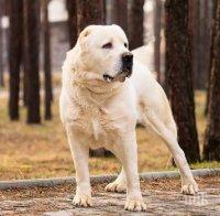 Глобиха стопанин на алабай - кучето нахлуло в двора на съседите и нахапало жена 