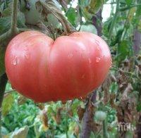 Криза! Родни производители се оплакват, че няма пазар за розовия домат    