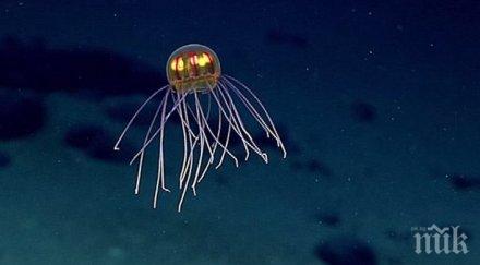 откриха древния сложен организъм