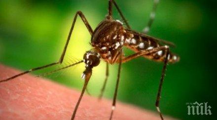 властите рим тръгват борба комарите заради рядък вирус