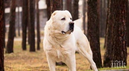глобиха стопанин алабай кучето нахлуло двора съседите нахапало жена
