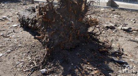 откриха гърне имане корените джанка