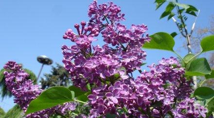 поверие люляк цъфна втори път годината търговище чака люта зима