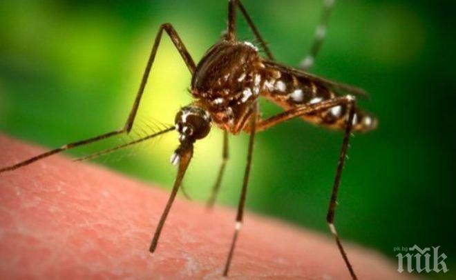 Властите в Рим тръгват на борба с комарите, заради рядък вирус