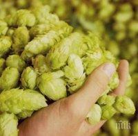 Съвети от килера: Хмелът гони стреса, но от него боли глава