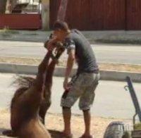 Пълен шаш в Пампорово! Извадиха кон от шахта с кран