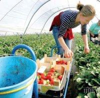 Инспекцията по труда предупреждава: Българи остават без заплати в Чехия и Германия