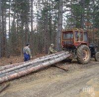 Работник отива на съд за причинена смърт по време на дърводобив