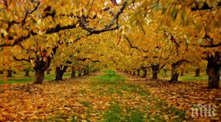 започва есенното озеленяване софия