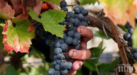 бой гроздето винарни наддават хубавата реколта