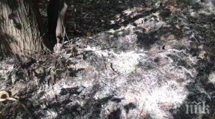 дървета горяха борисовата градина деня софия