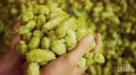 съвети килера хмелът гони стреса боли глава