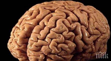 невероятно умен човешкият мозък