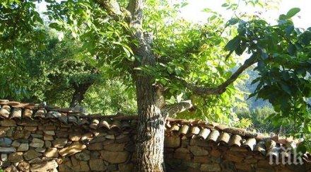 народно поверие засаждайте орех черница двора носят смърт