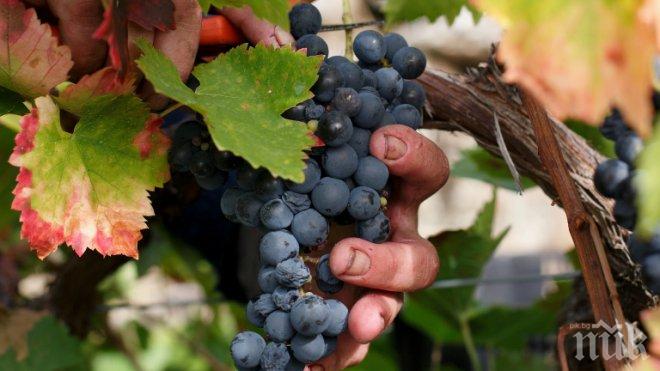 Бой за гроздето! Винарни наддават за хубавата реколта