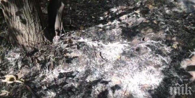 Дървета горяха в Борисовата градина в Деня на София