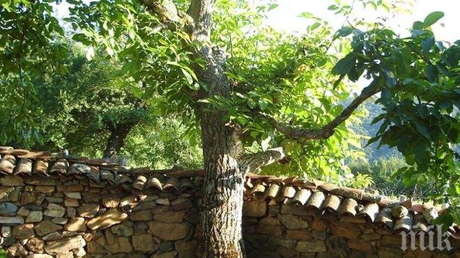 НАРОДНО ПОВЕРИЕ: Не засаждайте орех и черница в двора, носят смърт!