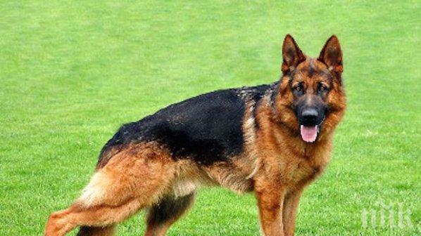 Немска овчарка се нахвърли върху кюстендилка, счупи й крака