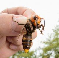 Мъж изпадна в алергичен шок след ужилване от стършел