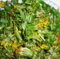 Чудо! Едно обикновено растение помага невероятно при рак