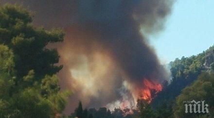 пожарът халкидики изпепели гори имоти