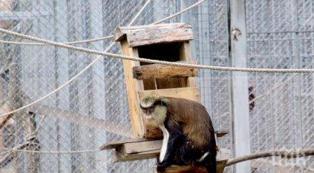 докато темида наумува маймунките пловдив налудуваха снимки