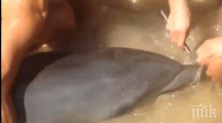 туристи спасиха делфин заседнал пясъка видео