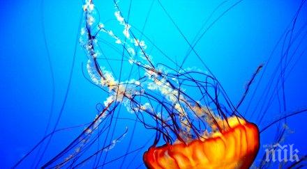 медузите също спят