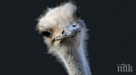 обява нета продавам щраус 200 идеален любовник