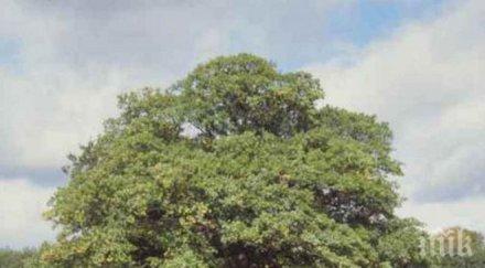 четиривековен дъб тервел финалист конкурса дърво корен