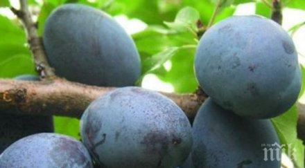 български фестивал сливата открива троян