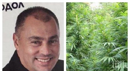 извънредно срам реформаторите арестуваха общинския съветник криводол христо доков заради наркоскандал канабис