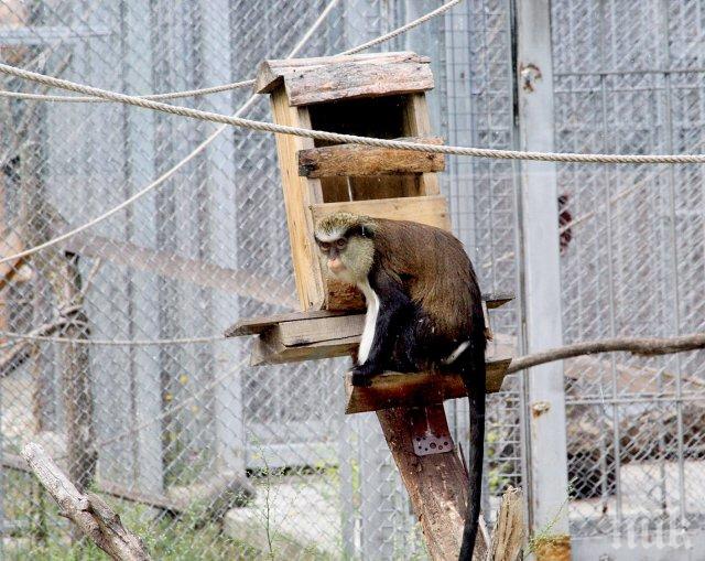 Докато Темида се наумува, маймунките в Пловдив се налудуваха (СНИМКИ)