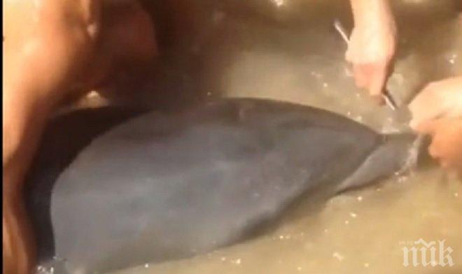 Туристи спасиха делфин, заседнал в пясъка (ВИДЕО)