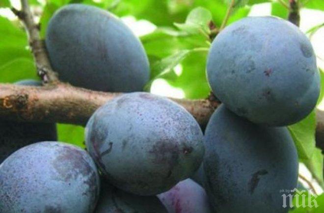 25-ят Български фестивал на сливата се открива в Троян
