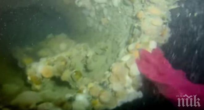 ЧУДО! Откриха 100-годишна подводница и телата на целия екипаж (ВИДЕО)
