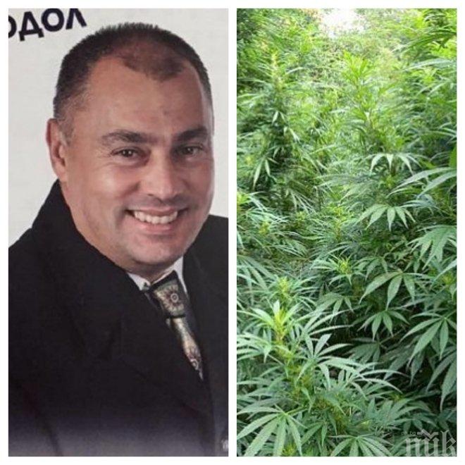 ИЗВЪНРЕДНО! Срам за Реформаторите! Арестуваха общинския съветник от Криводол Христо Доков заради наркоскандал с канабис