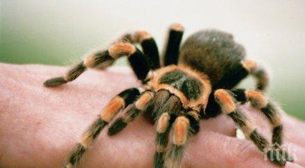преодолейте страха искате екзотичен домашен любимец вземете тарантула