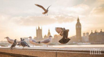 вярване гълъбите мислят нас