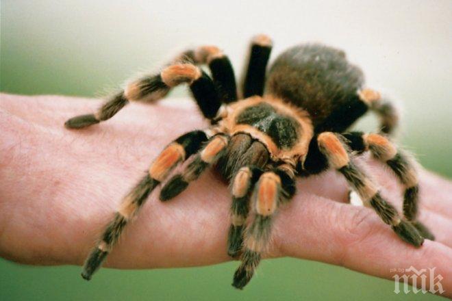 ПРЕОДОЛЕЙТЕ СТРАХА СИ! Ако искате екзотичен домашен любимец – вземете си тарантула 