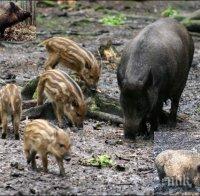 Откриха ловния сезон за дива свиня