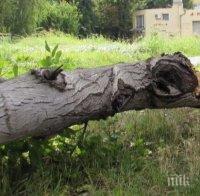 ШОК! Дърво се стовари пред млада жена в Пловдив! По чудо не я премаза 