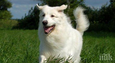 увеличават наказанието жестокост спрямо животните великобритания