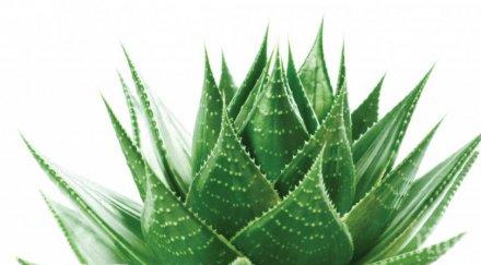 първа помощ напуканите устни алое вера