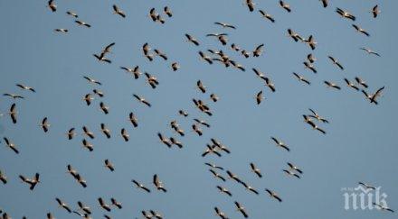 започват европейските дни птиците